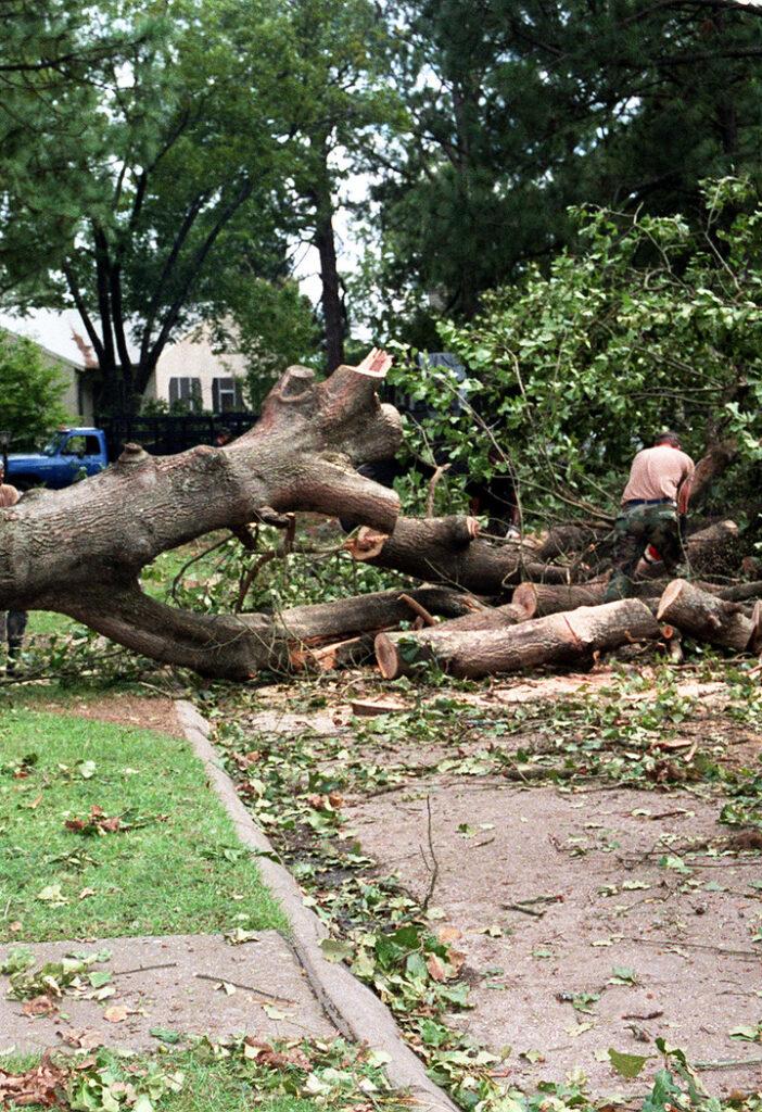 tree removal virginia